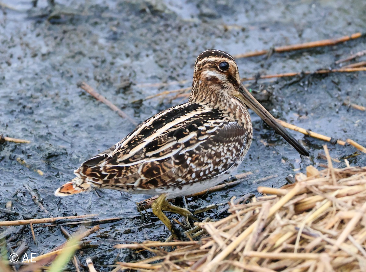 Wilson Suçulluğu - ML644299226