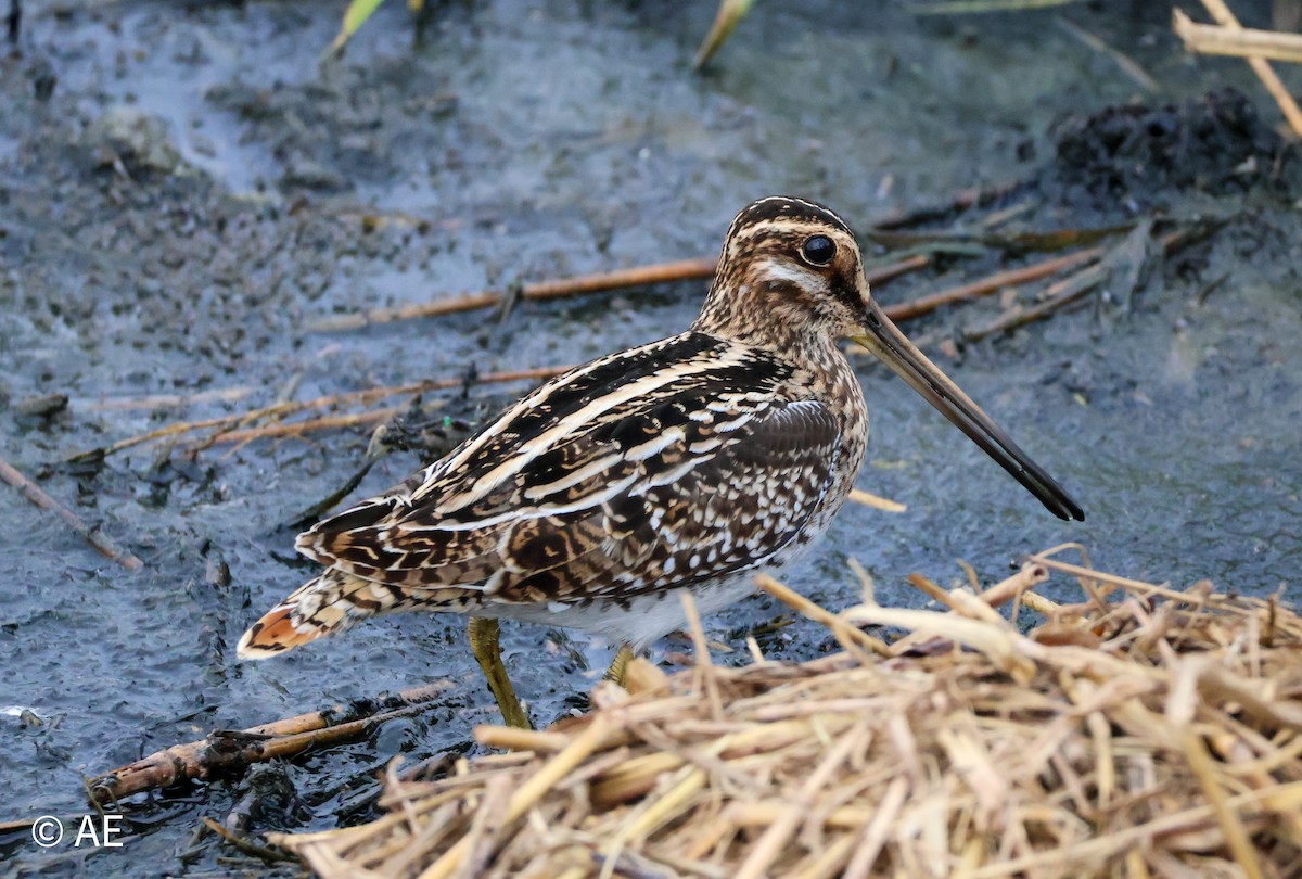 Wilson Suçulluğu - ML644299227