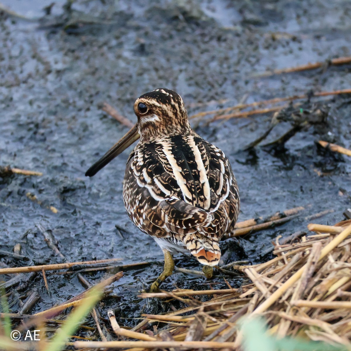 Wilson Suçulluğu - ML644299228