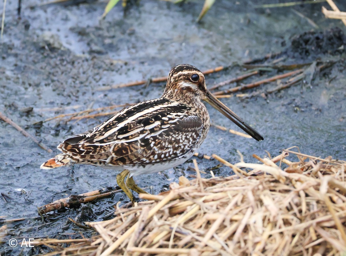 Wilson Suçulluğu - ML644299229