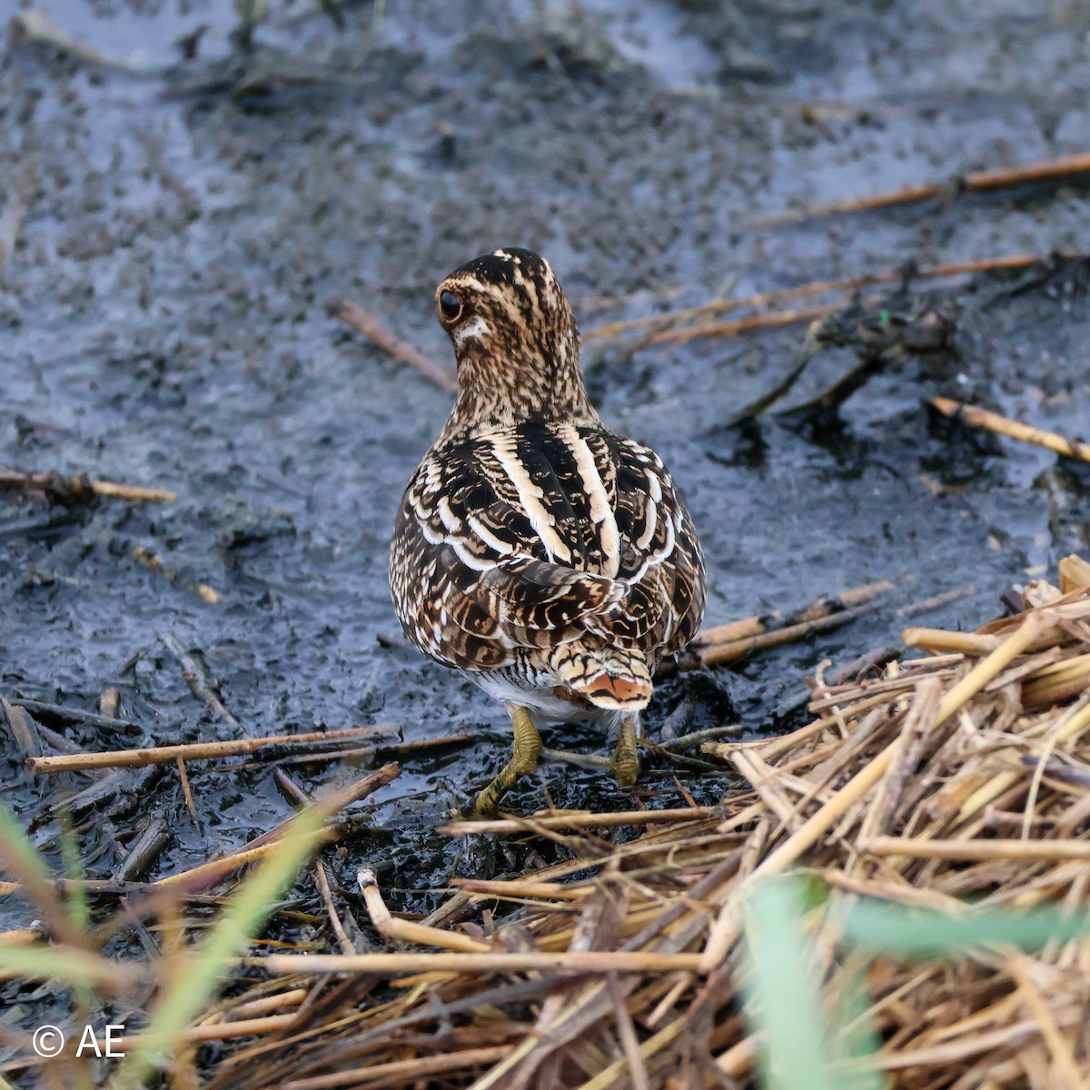 Wilson Suçulluğu - ML644299230