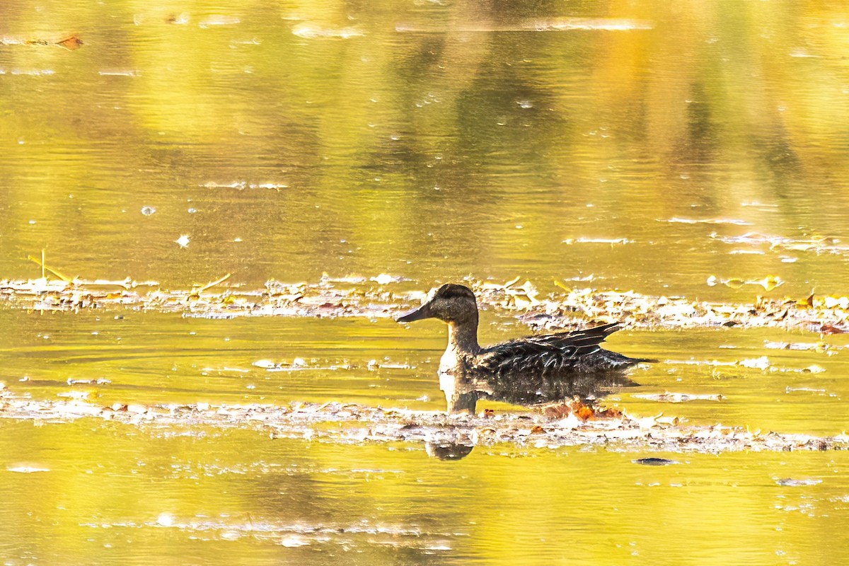 שרשיר - ML644299234