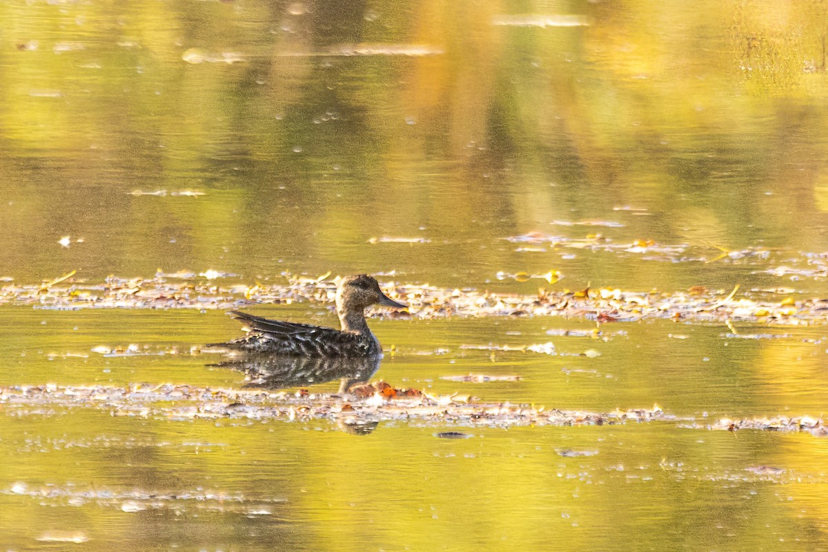 שרשיר - ML644299235
