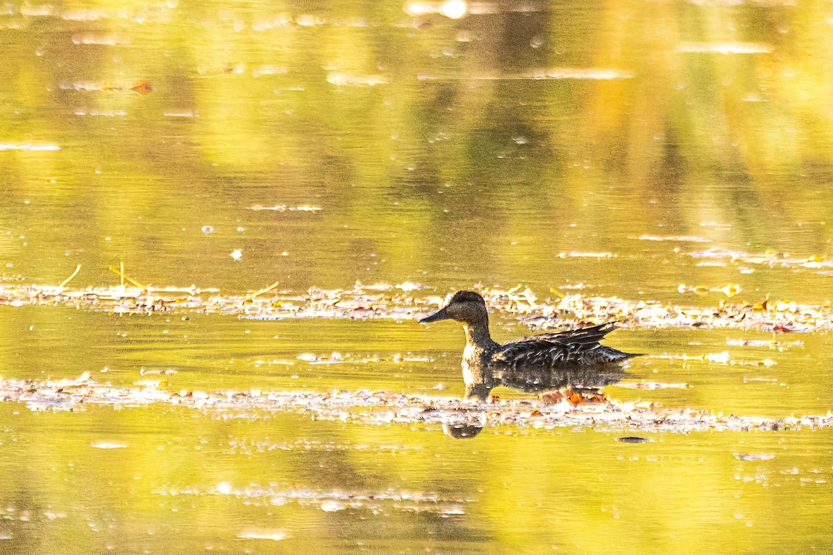 שרשיר - ML644299236