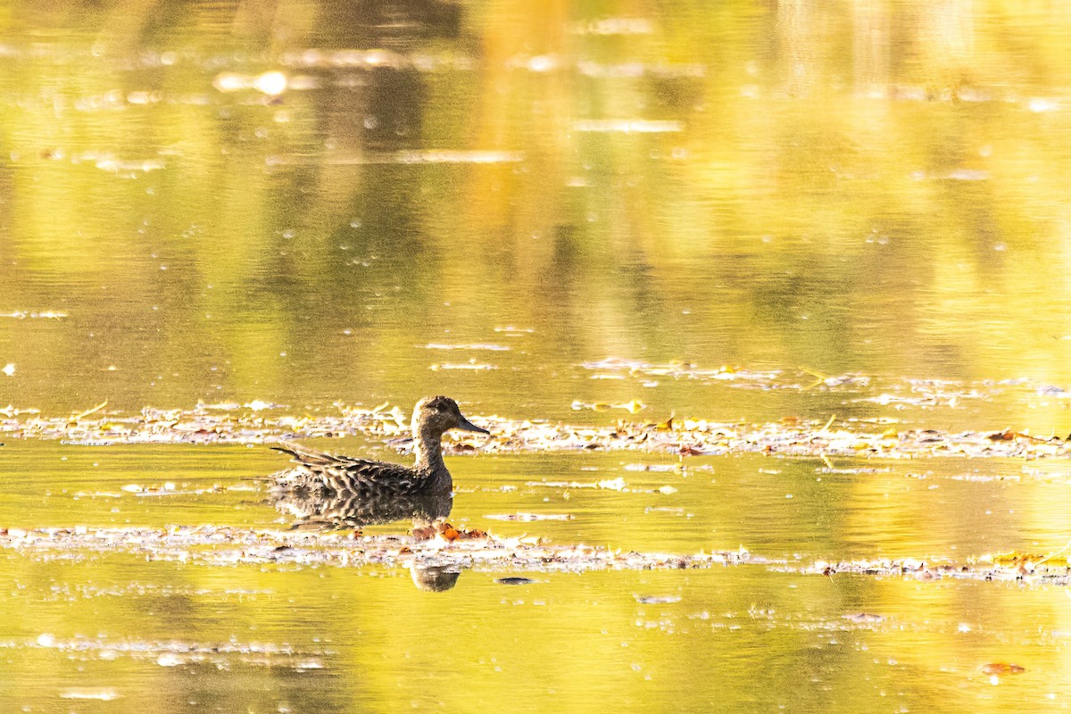 שרשיר - ML644299237