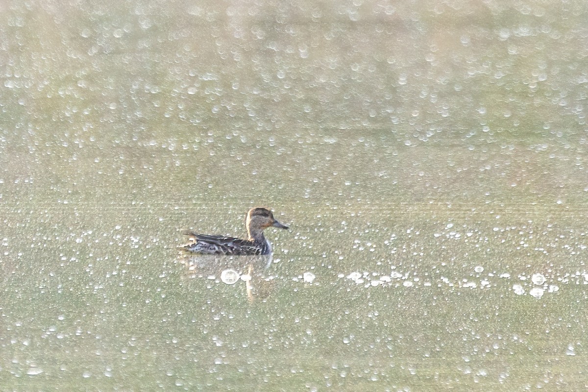שרשיר - ML644299238