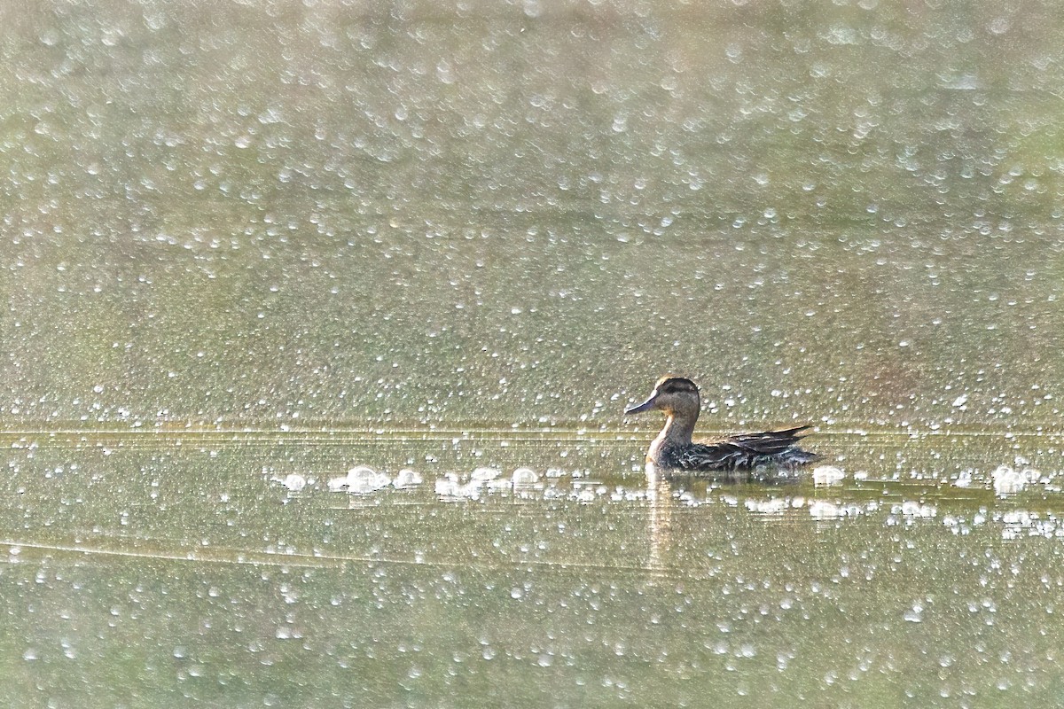 שרשיר - ML644299239