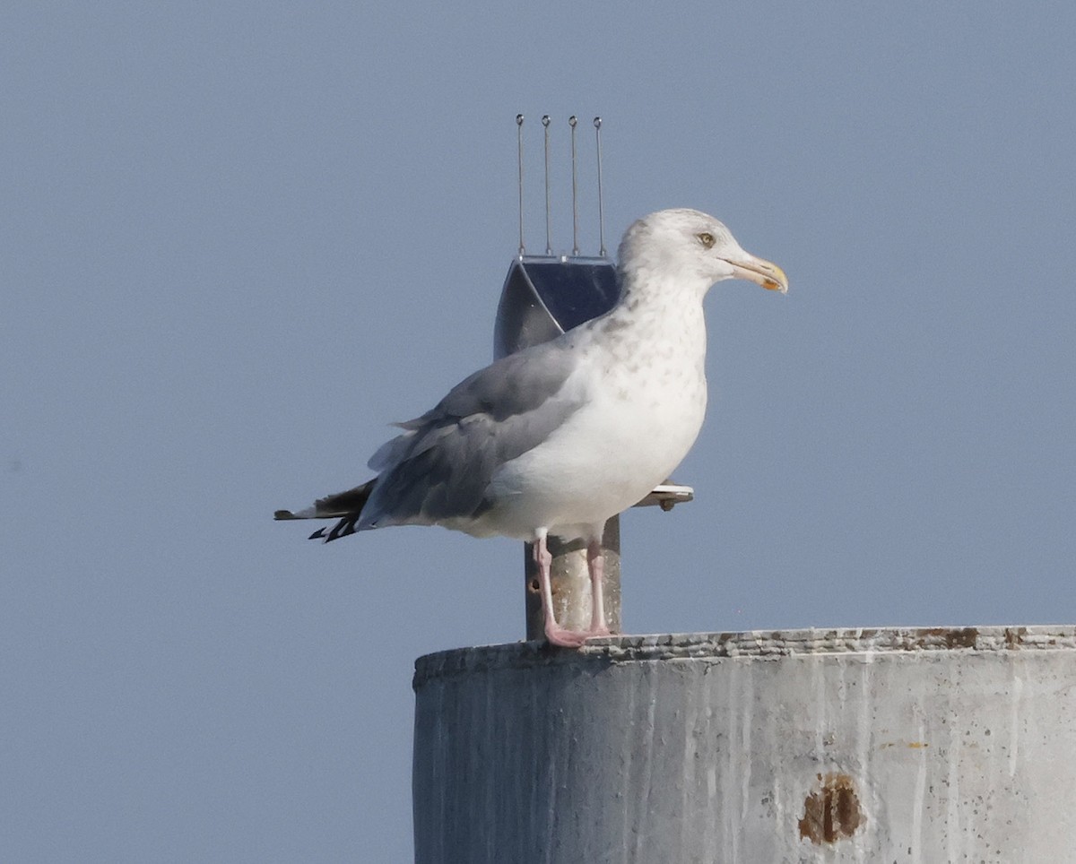 American Herring Gull - ML644299245