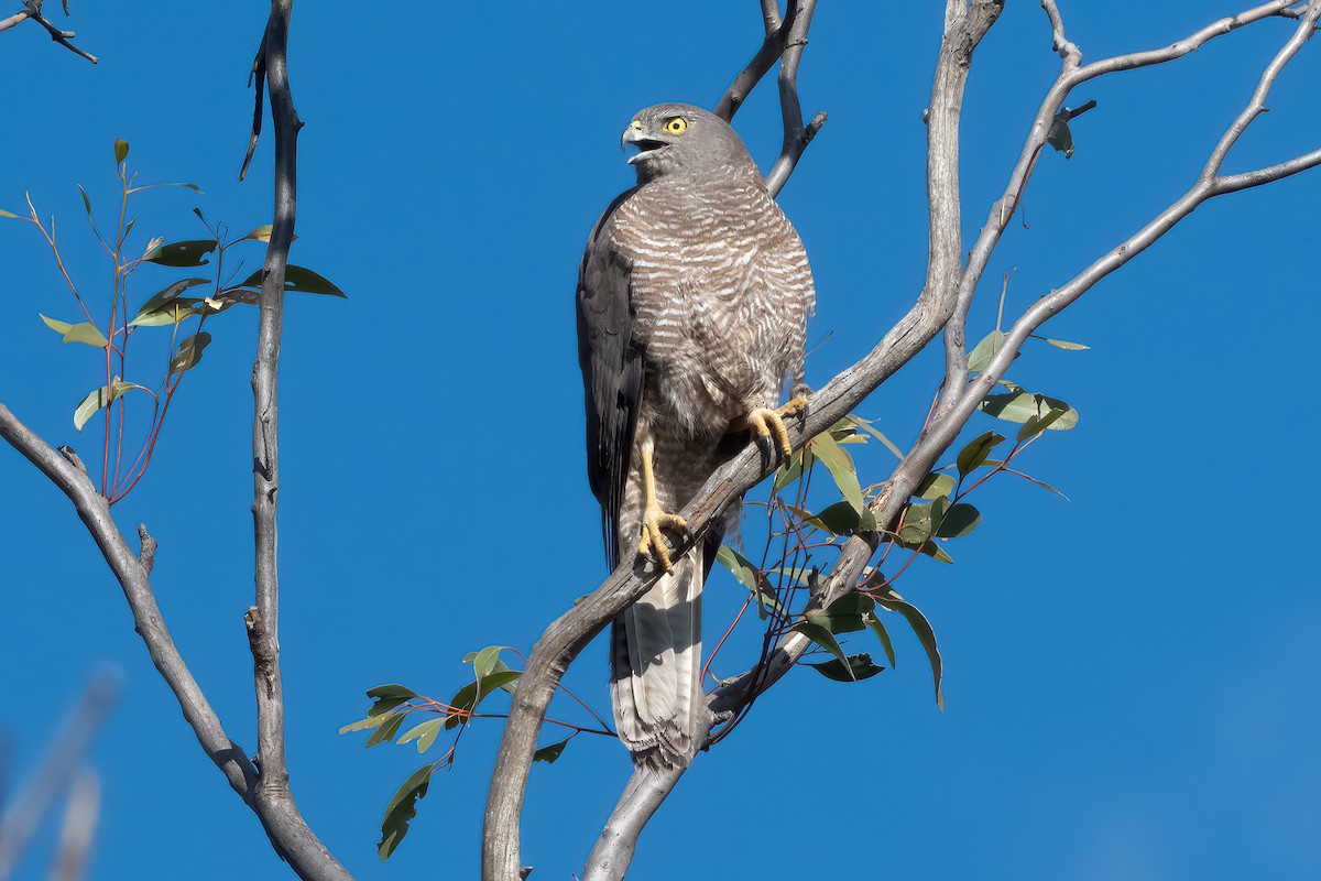 Яструб бурий - ML644299247