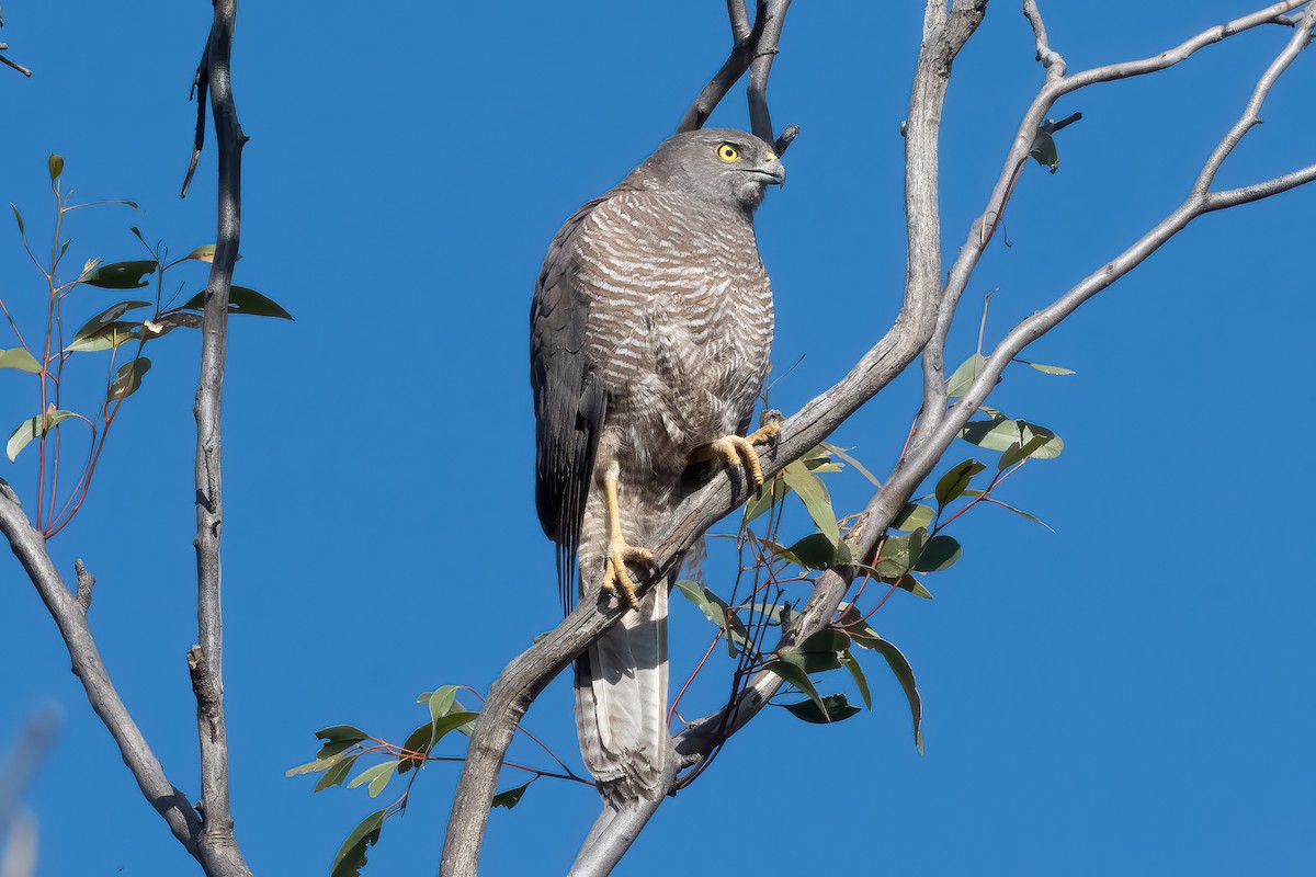 Яструб бурий - ML644299249