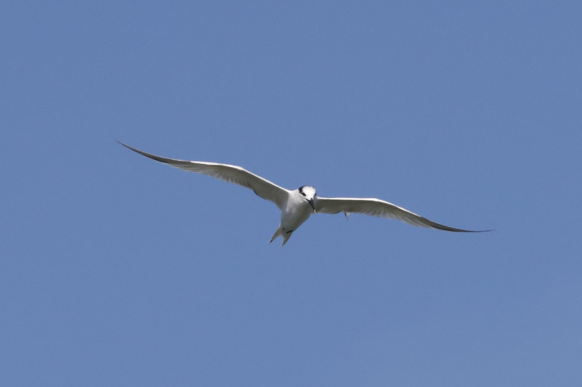 Kara Gagalı Sumru - ML644299252