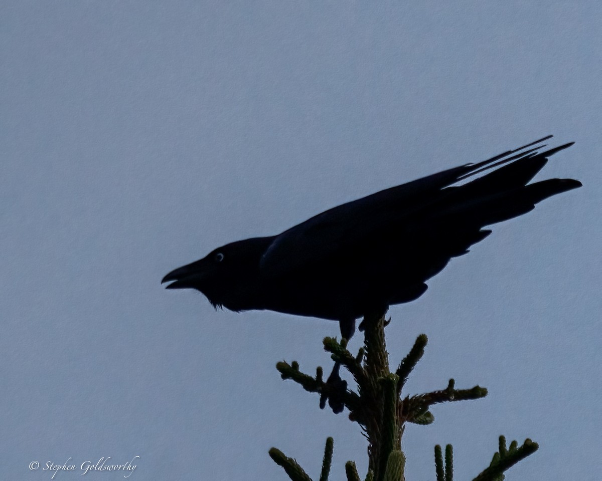 Torresian Crow - ML644299253