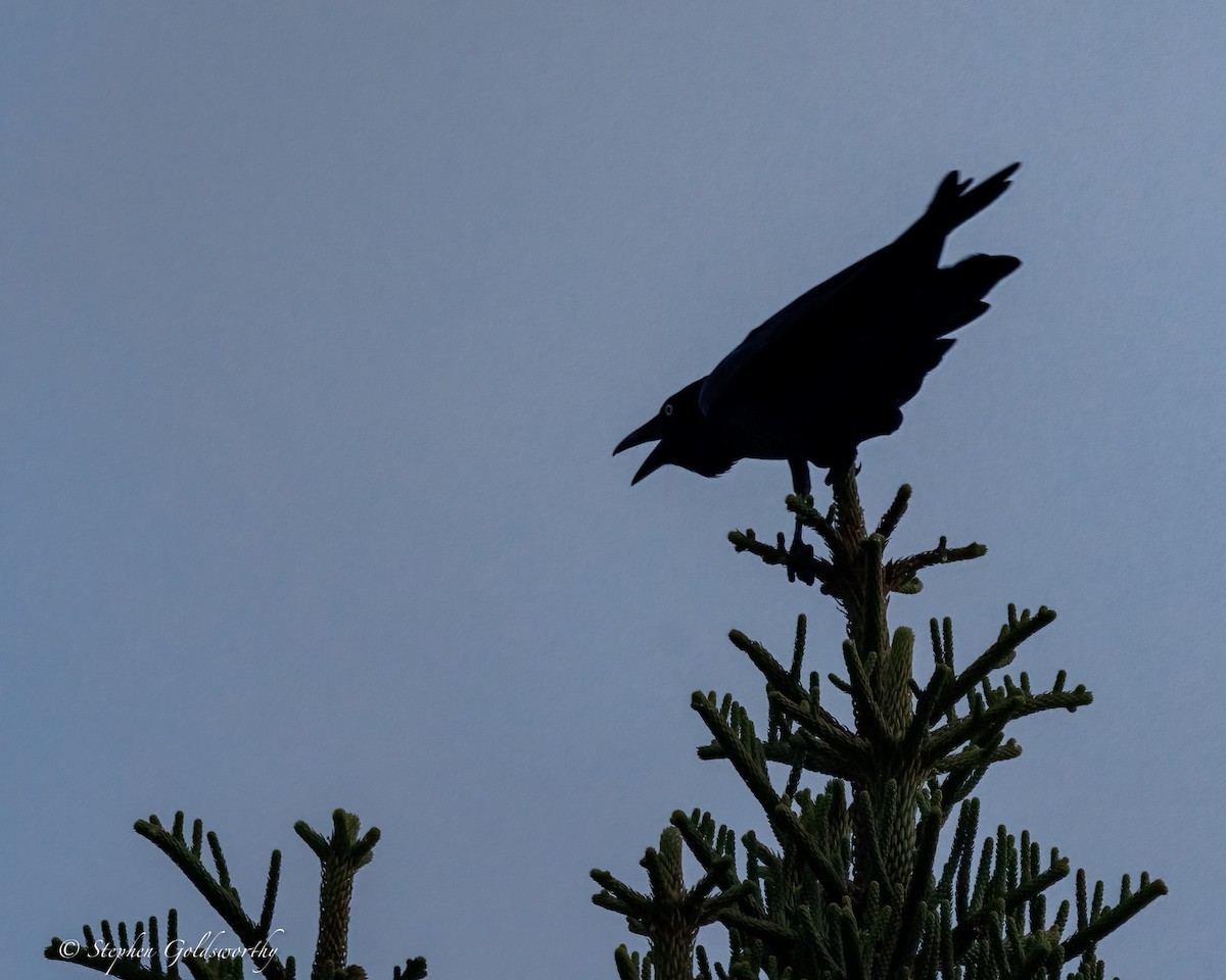 Torresian Crow - ML644299254