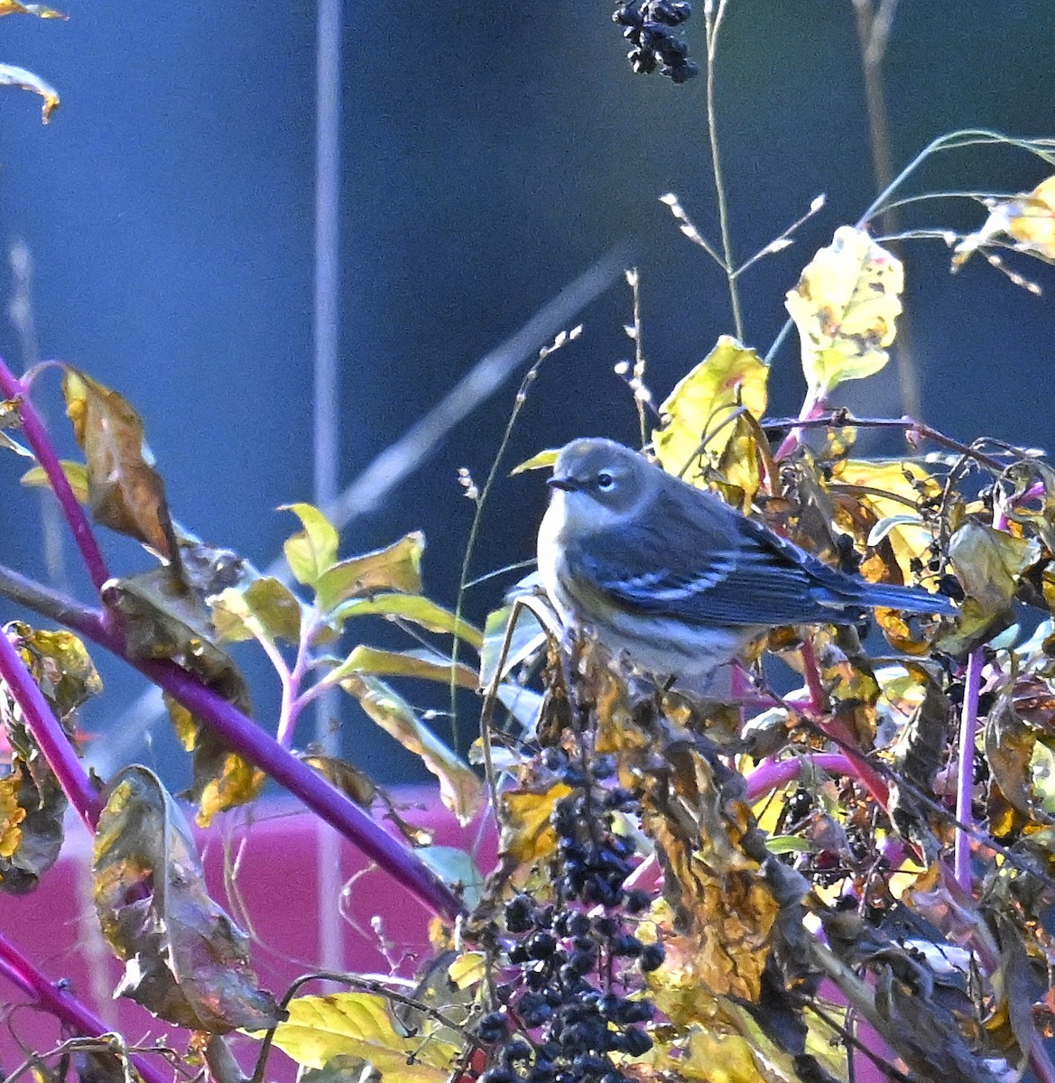 Yellow-rumped Warbler - ML644299255