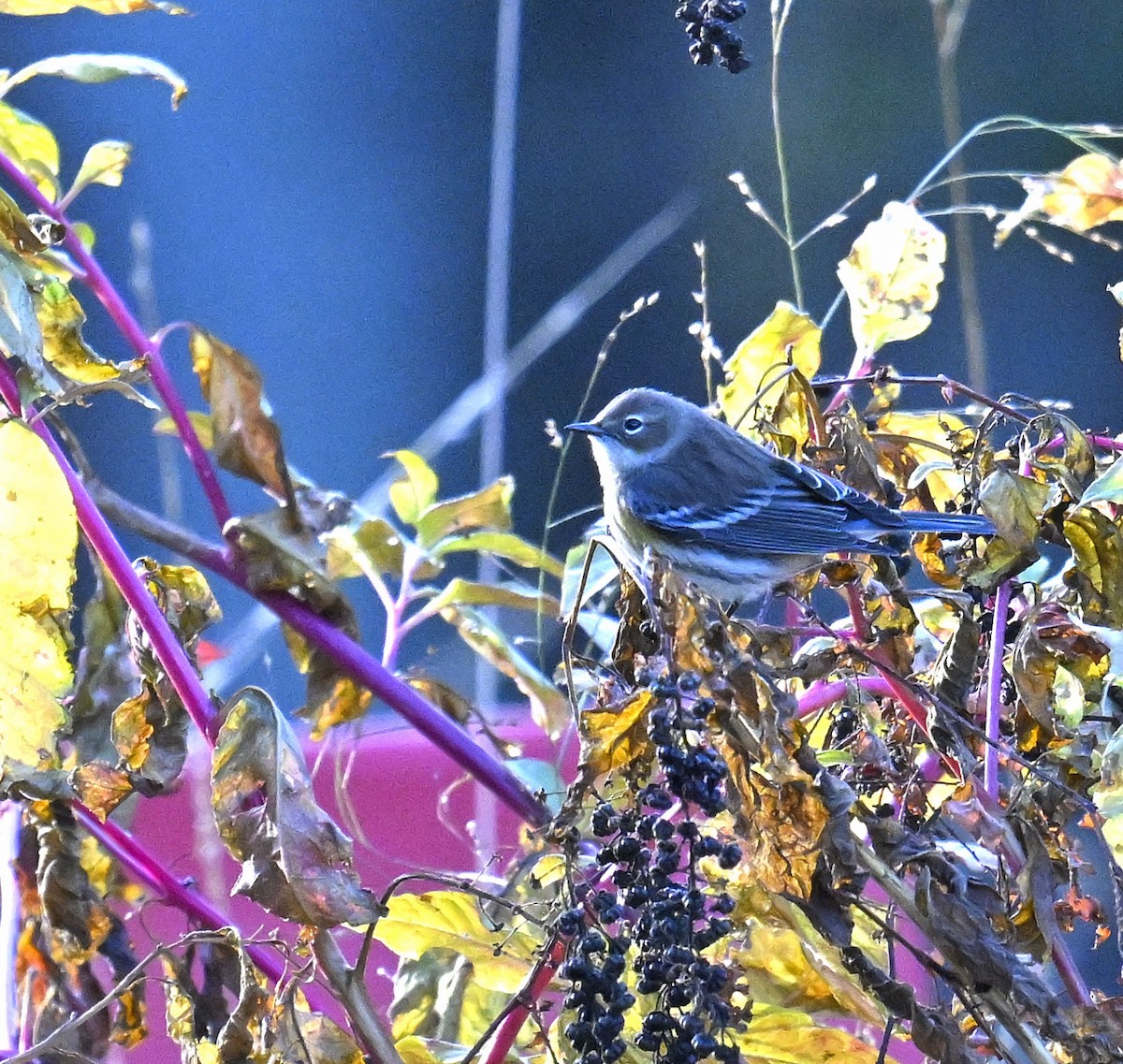 Yellow-rumped Warbler - ML644299256