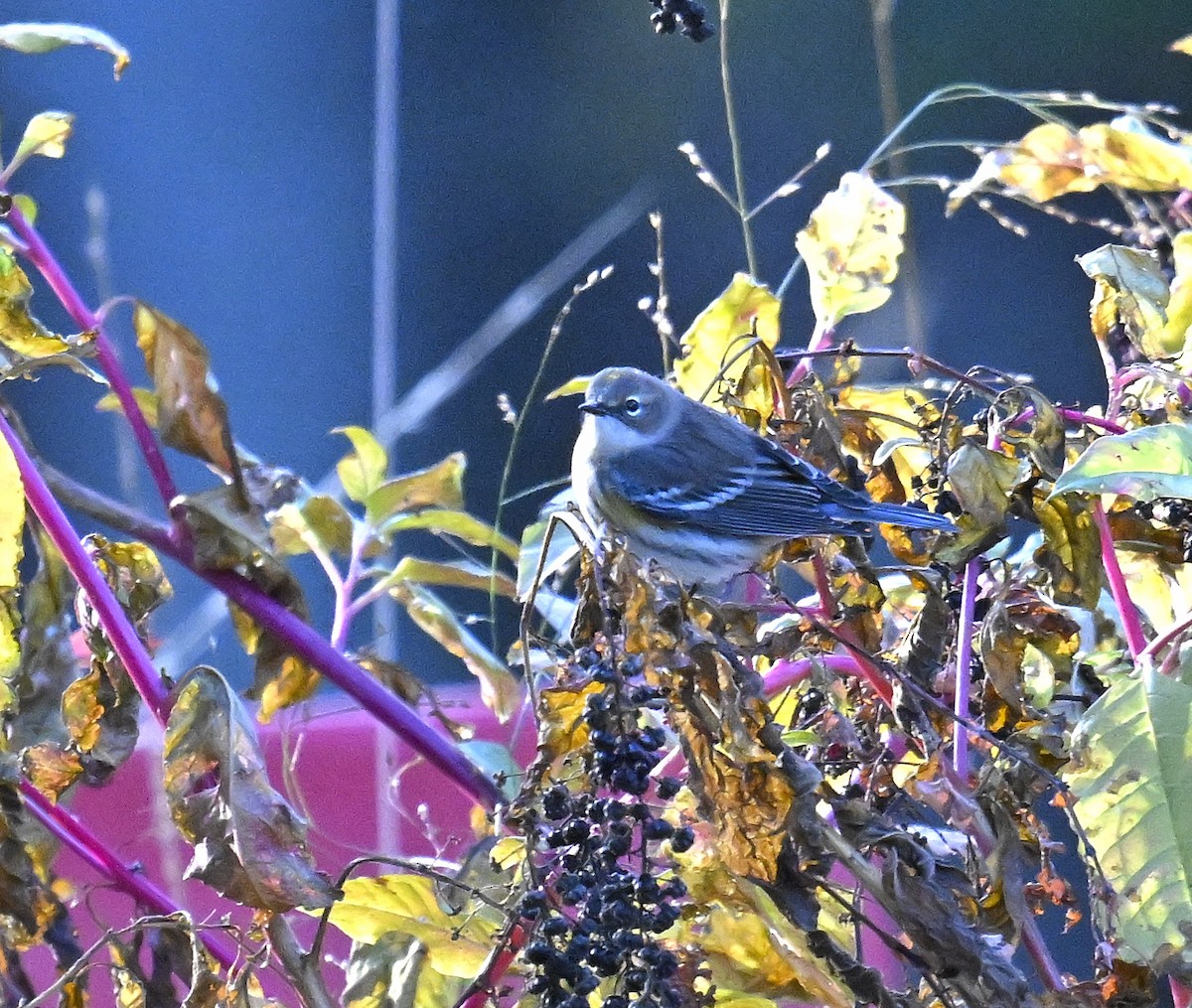 Yellow-rumped Warbler - ML644299257