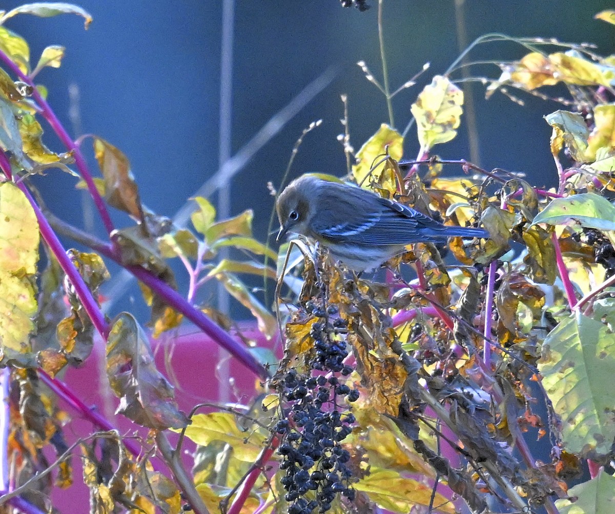 Yellow-rumped Warbler - ML644299258