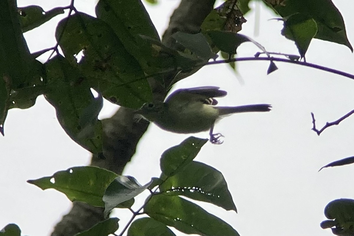 Yellow-green Tyrannulet - ML644299259