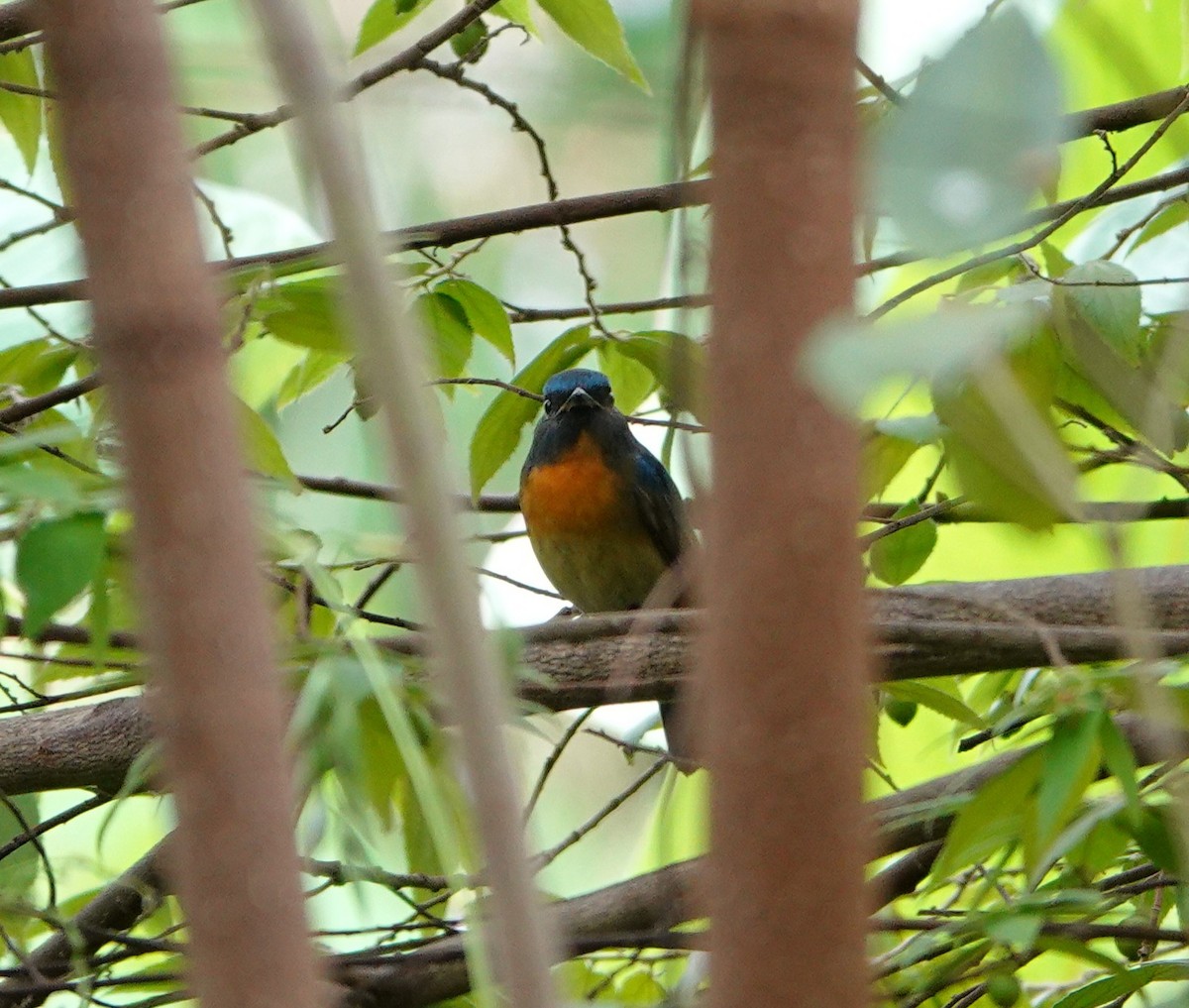 Chinese Blue Flycatcher - ML644299272
