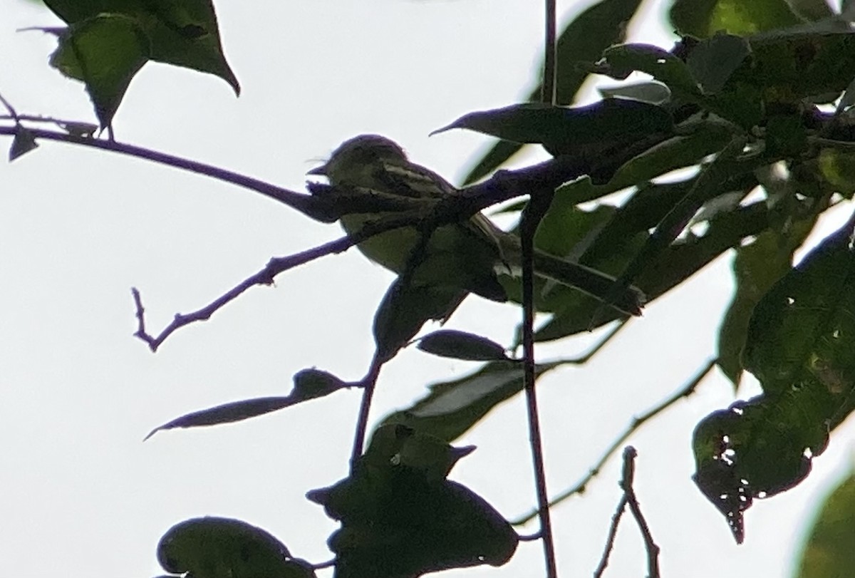 Yellow-green Tyrannulet - ML644299273