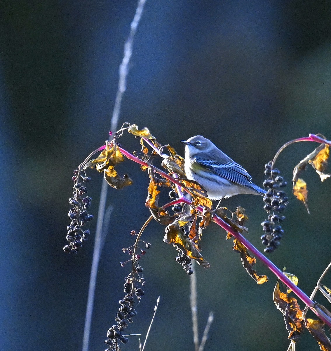 Yellow-rumped Warbler - ML644299302