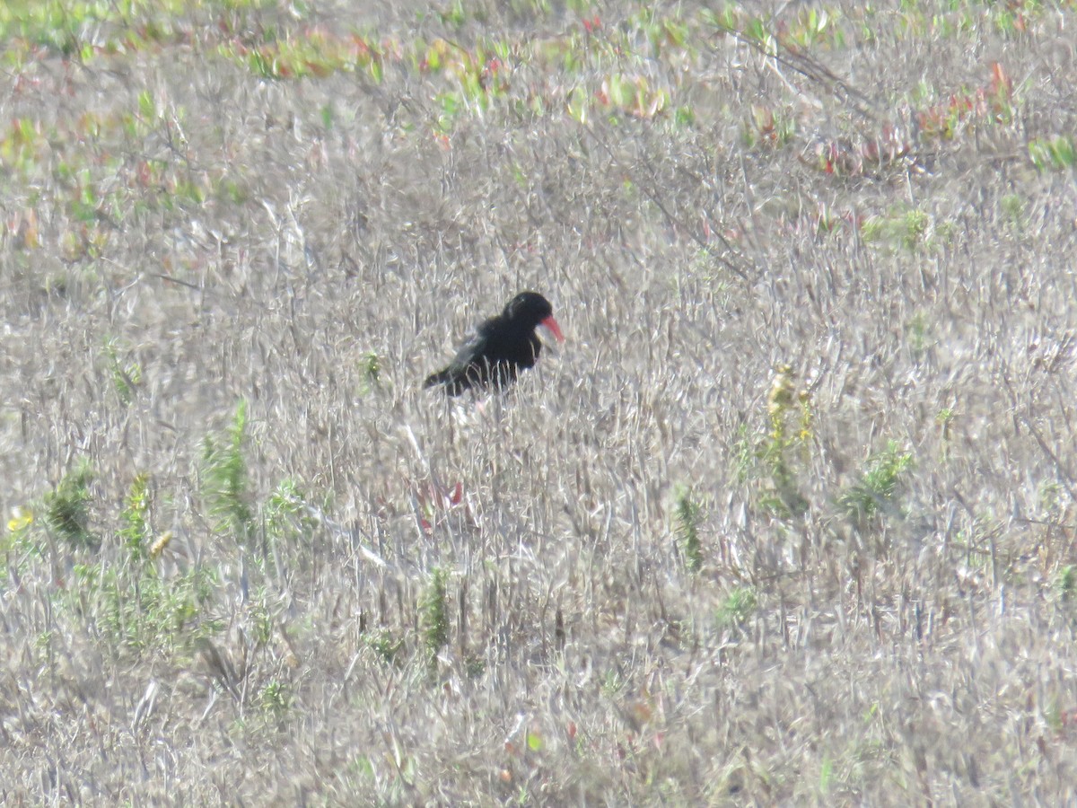 ベニハシガラス - ML644299325