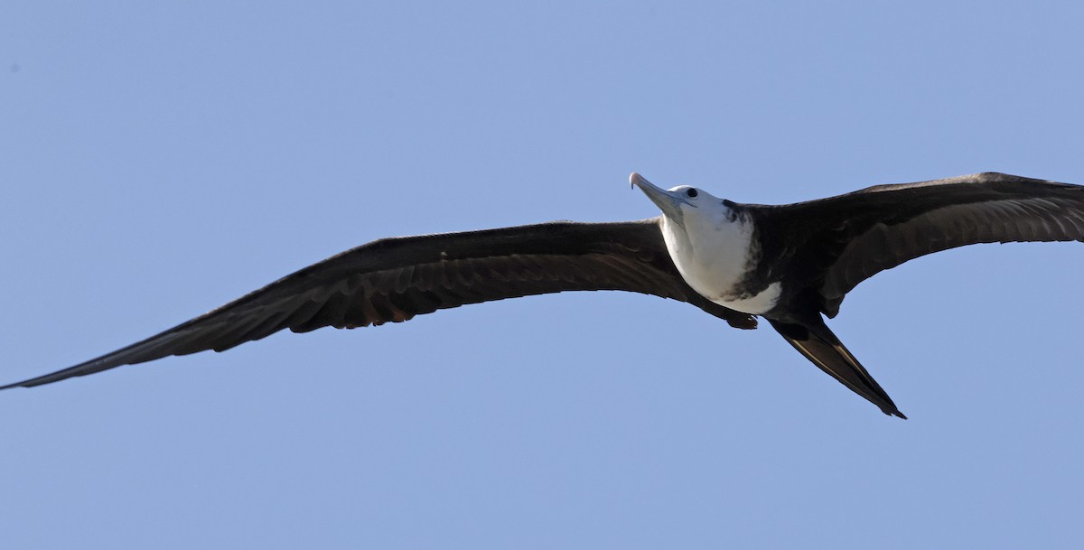 Magnificent Frigatebird - ML644299329