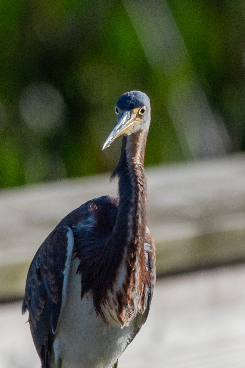 Tricolored Heron - ML644299334
