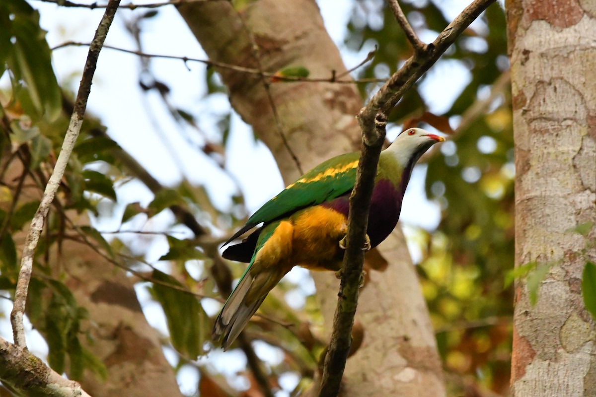 Wompoo Fruit-Dove - ML644299343