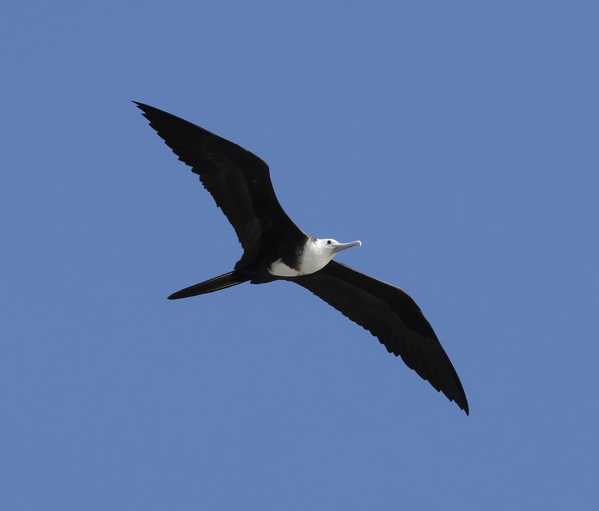 Magnificent Frigatebird - ML644299344