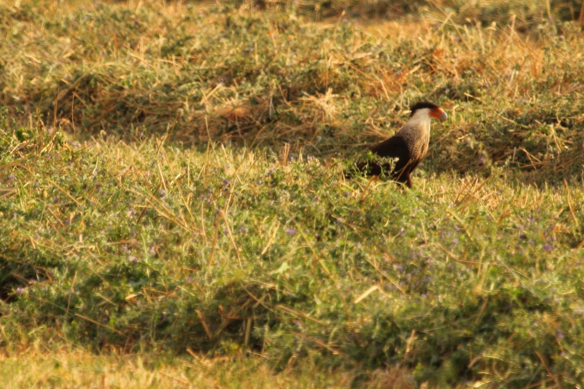 ミナミカラカラ（cheriway ） - ML644299355