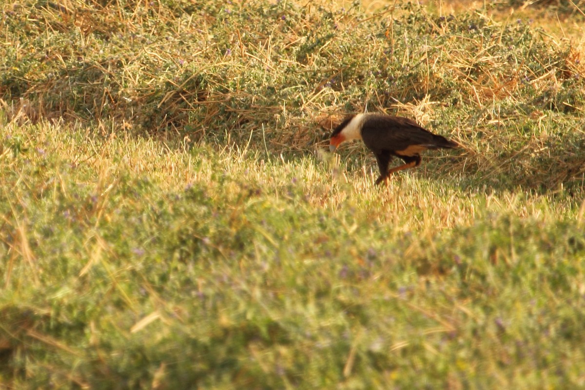 ミナミカラカラ（cheriway ） - ML644299356