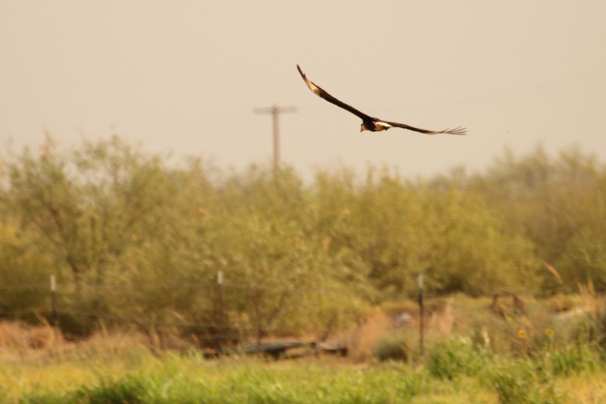 ミナミカラカラ（cheriway ） - ML644299357