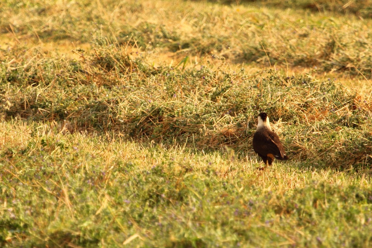 ミナミカラカラ（cheriway ） - ML644299358