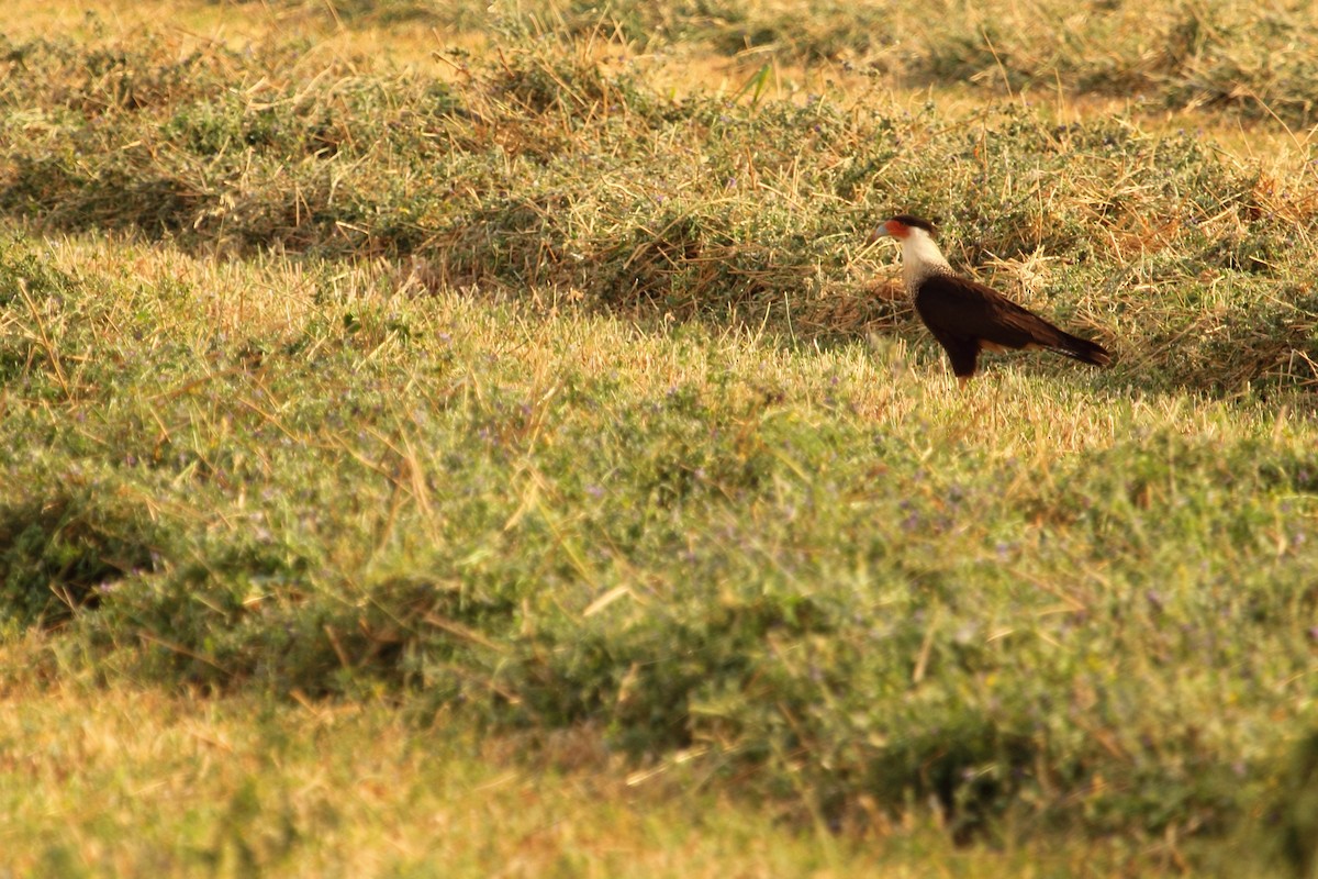 ミナミカラカラ（cheriway ） - ML644299359