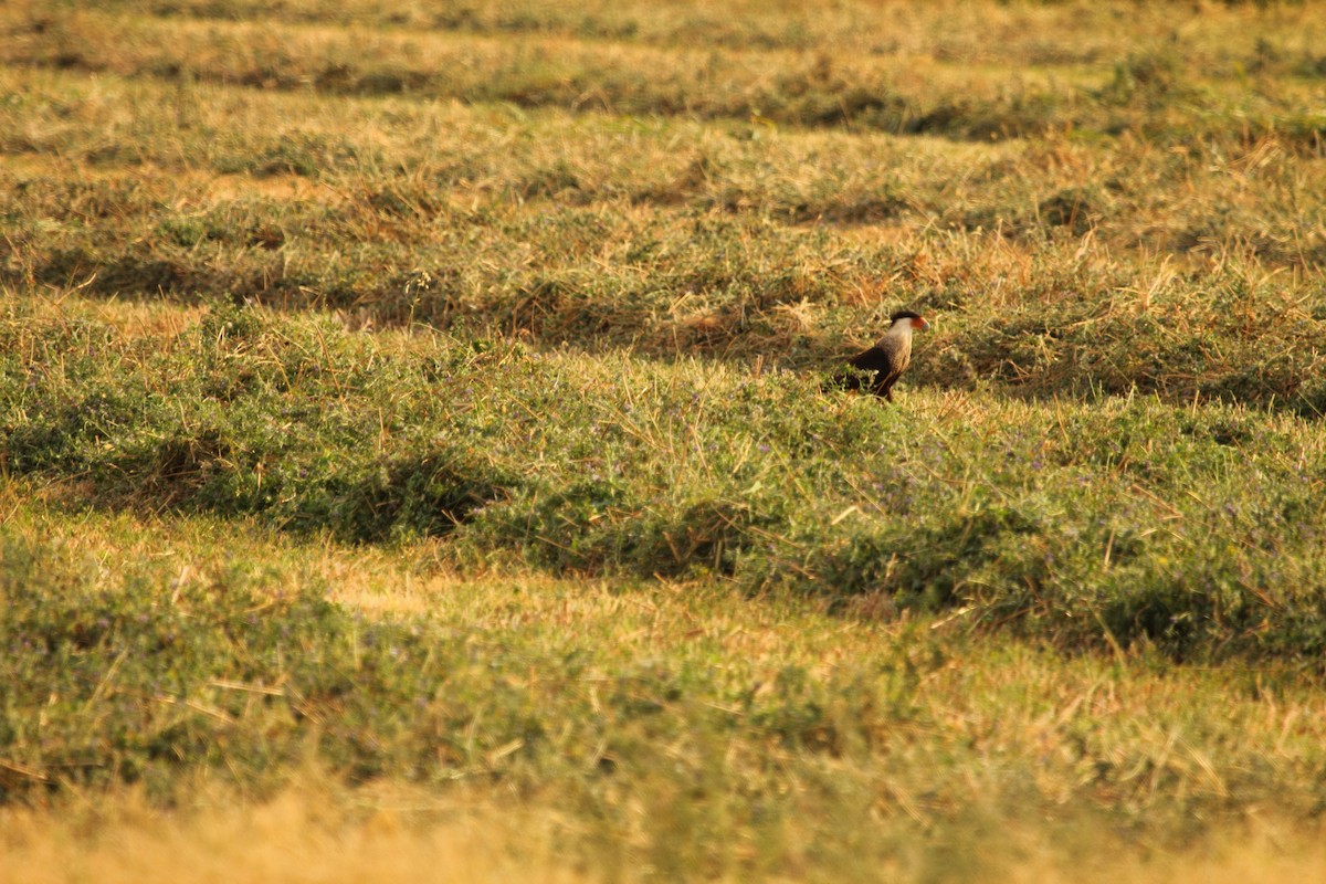 ミナミカラカラ（cheriway ） - ML644299360