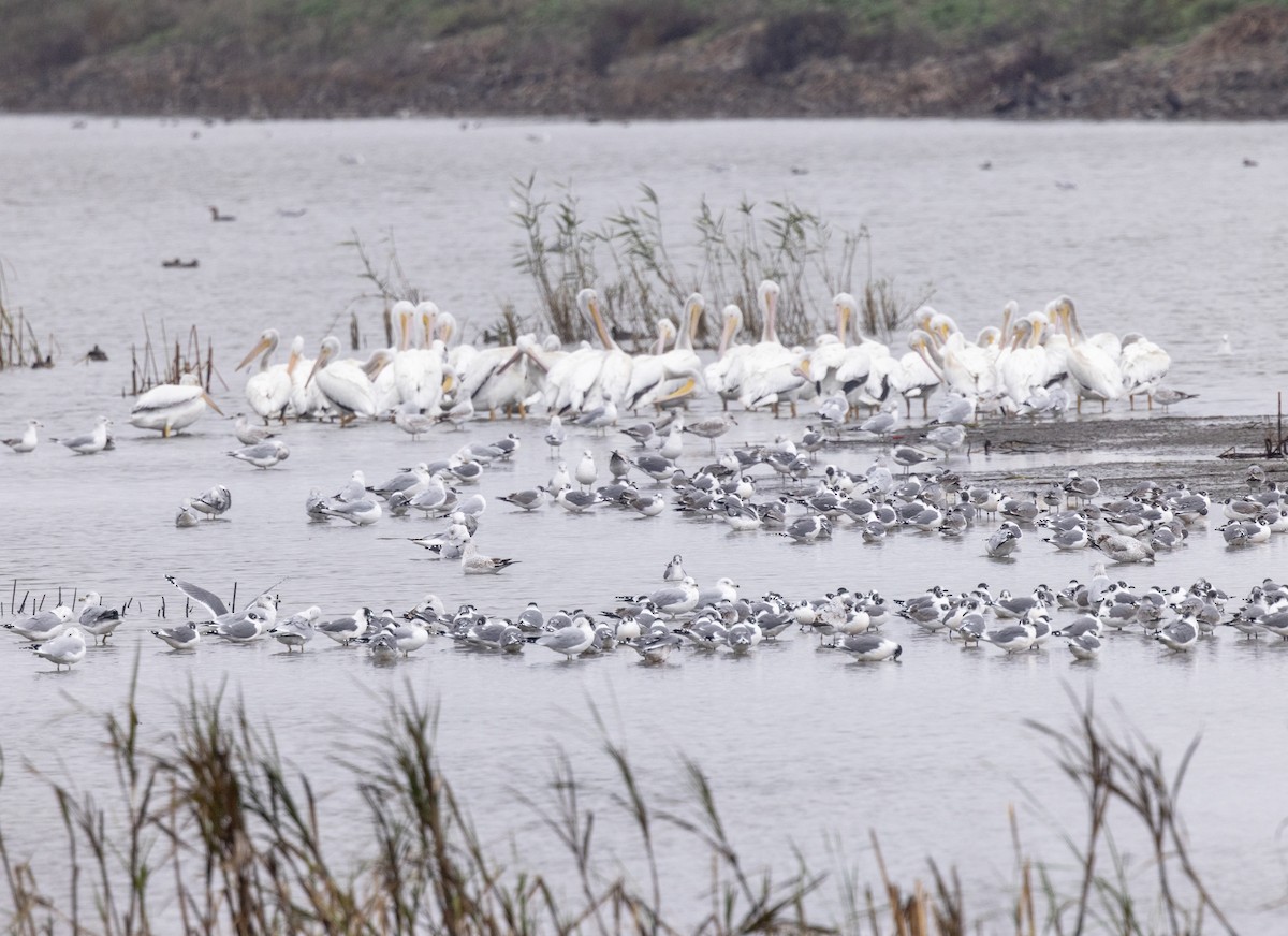 American White Pelican - ML644299389