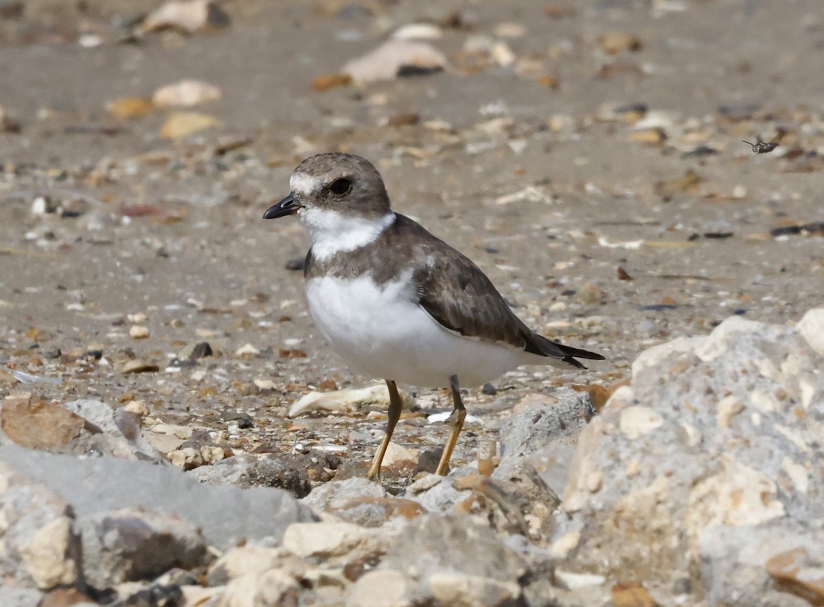 Semipalmated Plover - ML644299396