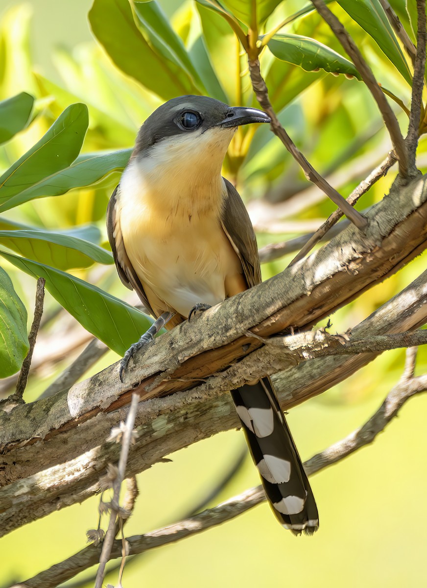 Кукліло бурий - ML644299413