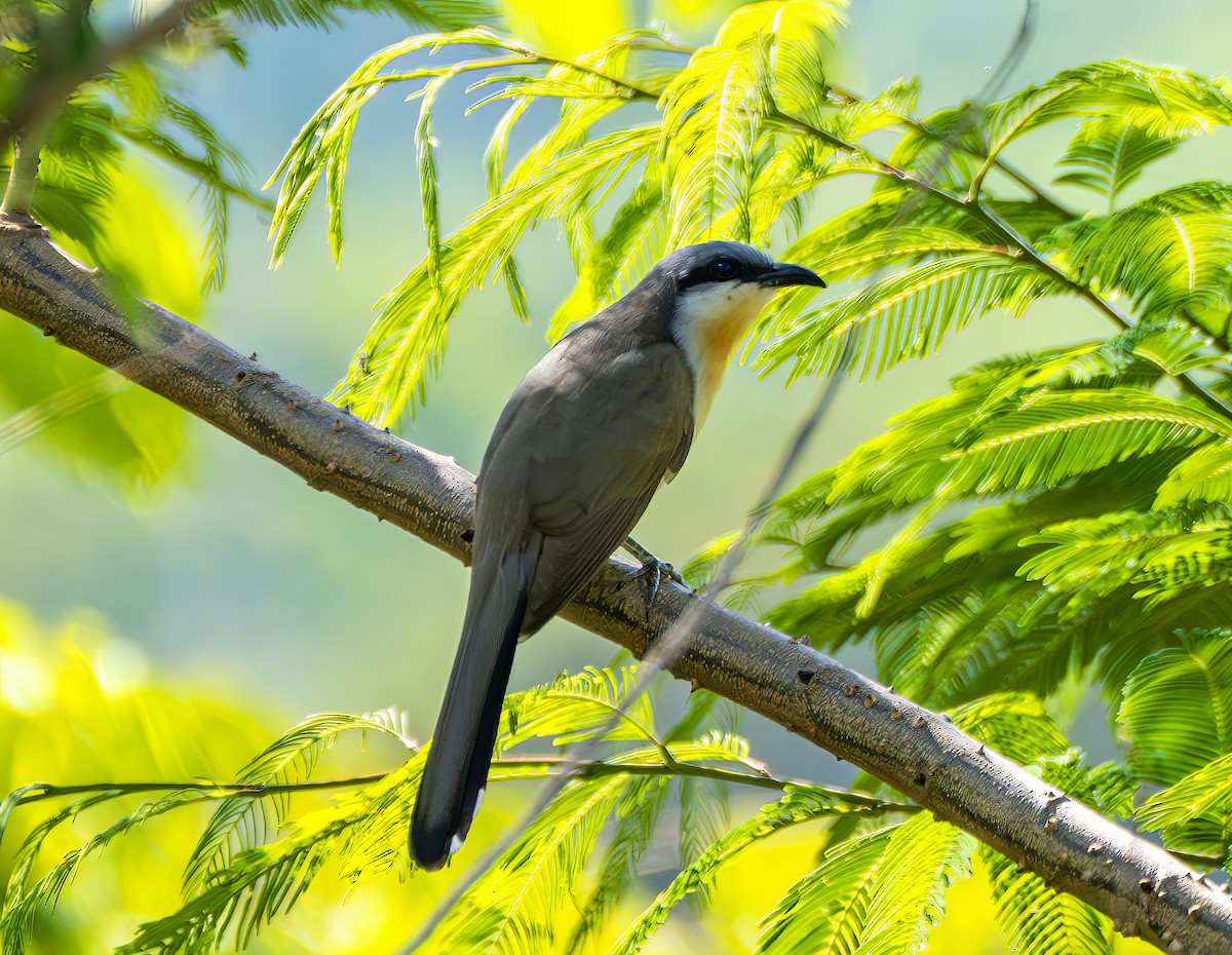 Кукліло бурий - ML644299414