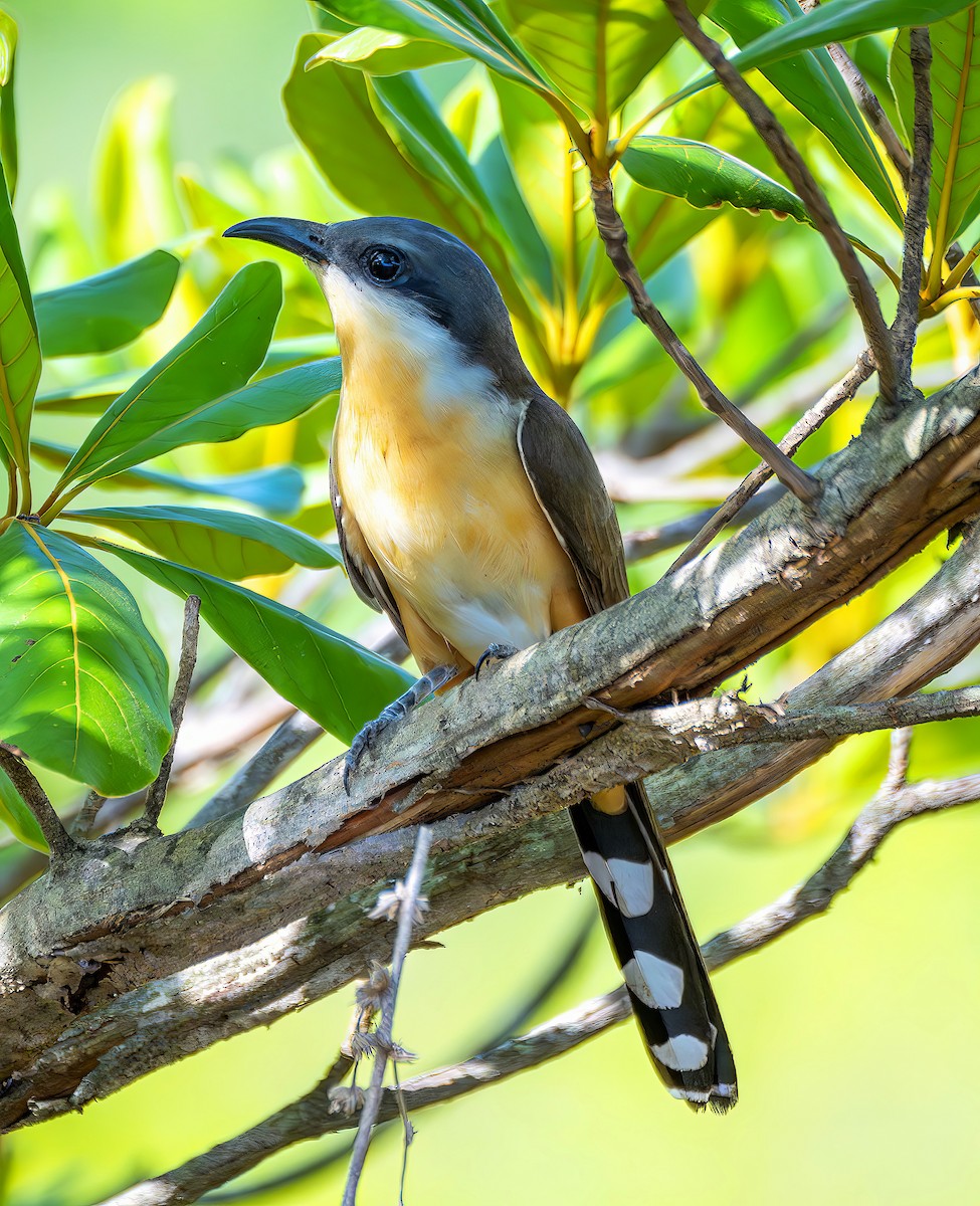 Кукліло бурий - ML644299415