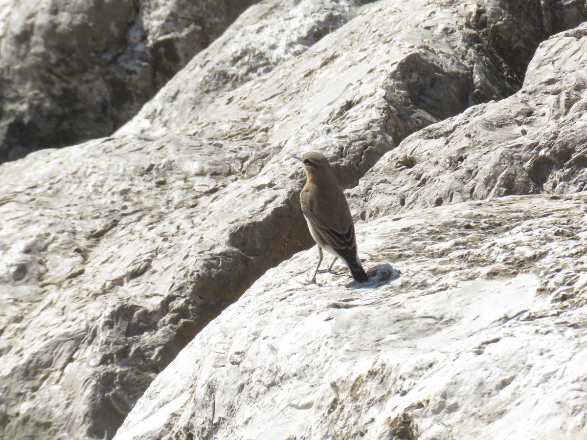 Culbianco - ML644299417