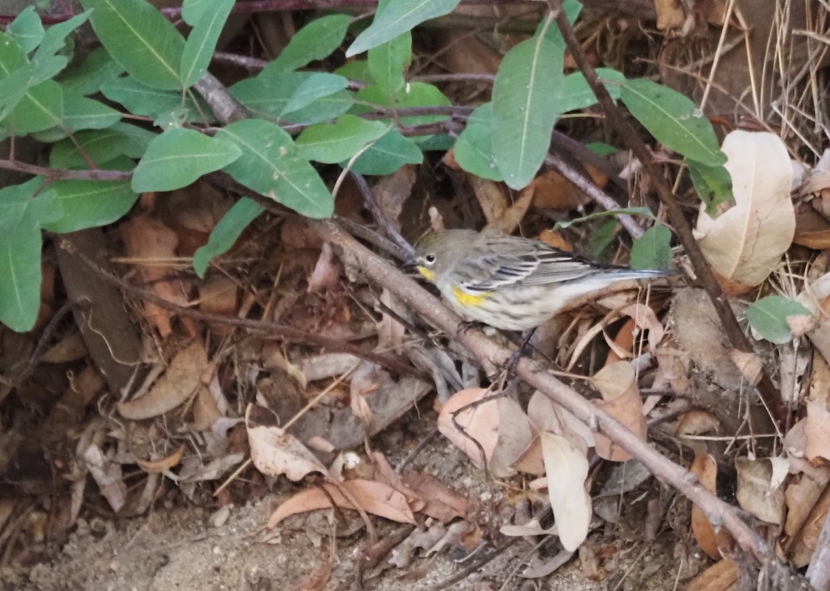 Yellow-rumped Warbler - ML644299418