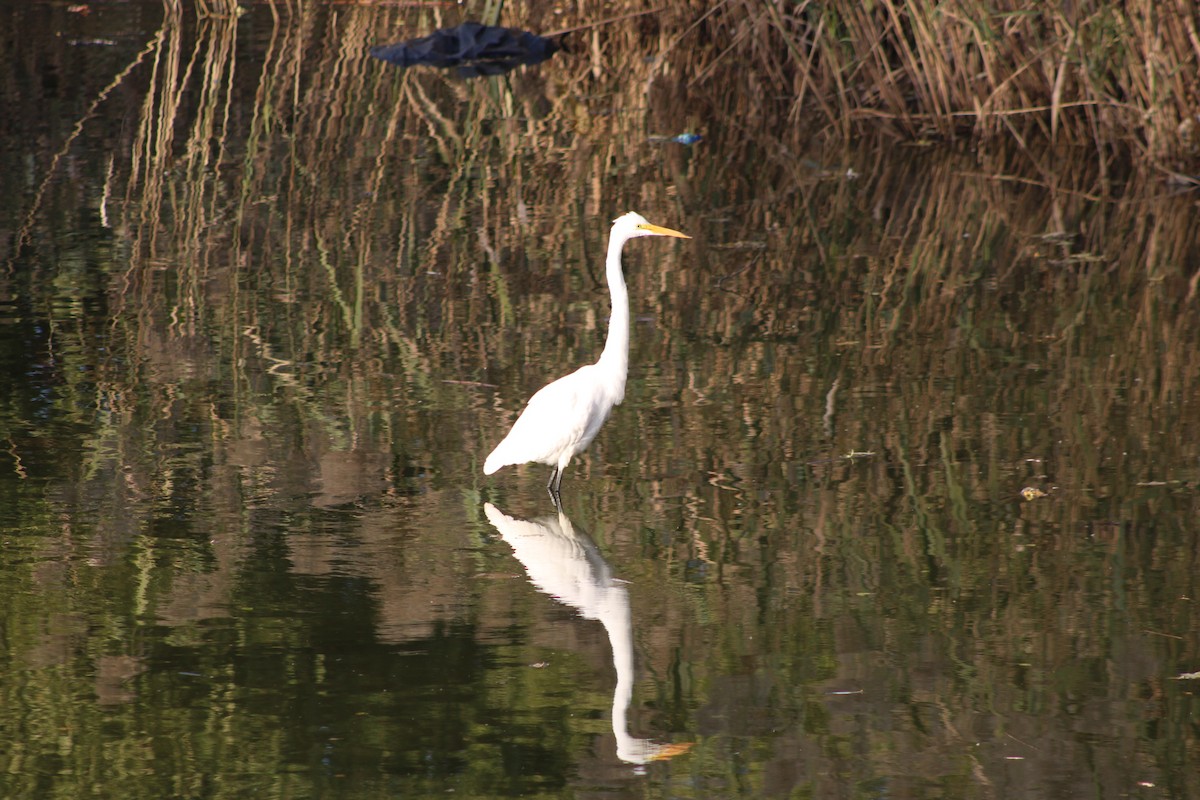 Koartza zuria - ML644299419