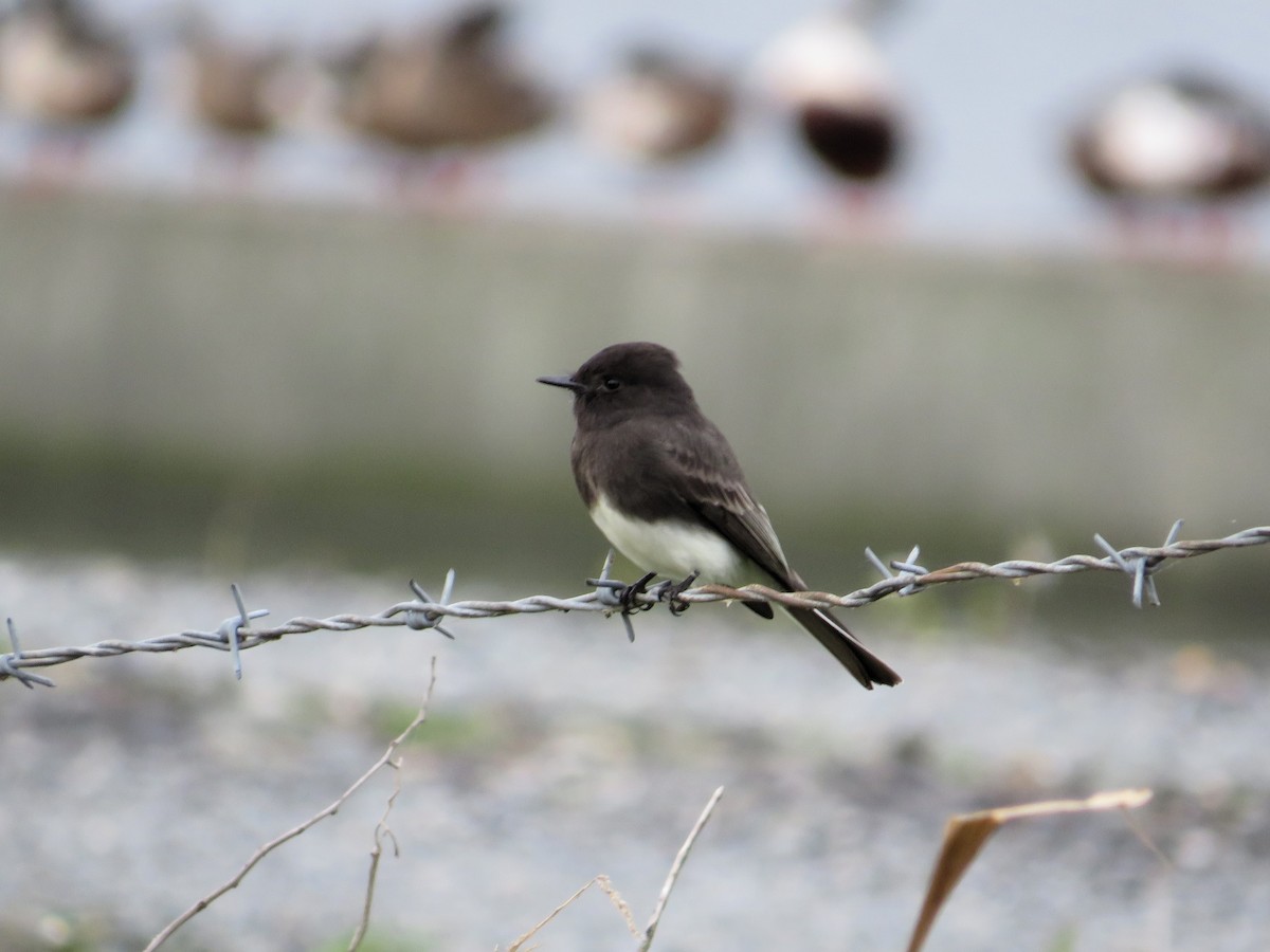 Black Phoebe - ML644299420