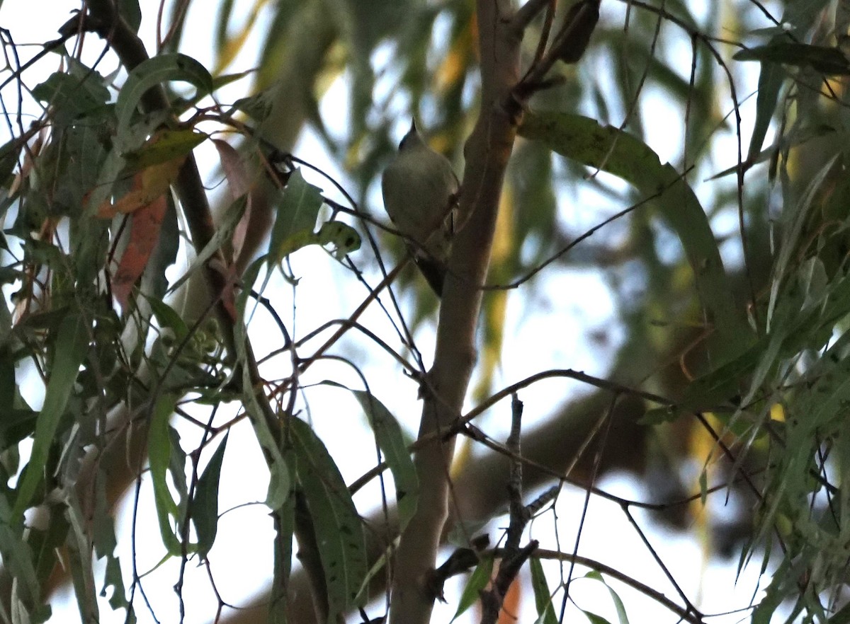 Ruby-crowned Kinglet - ML644299422