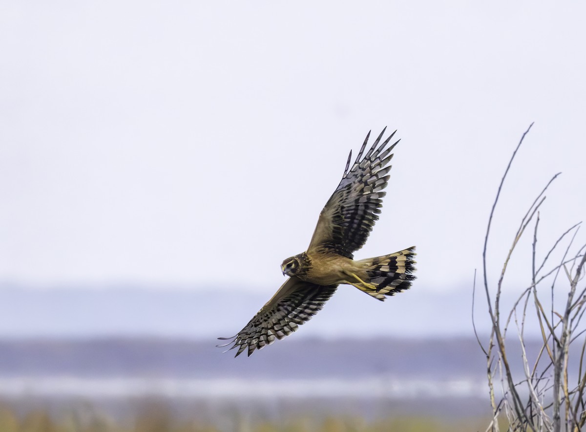 Лунь американський - ML644299423