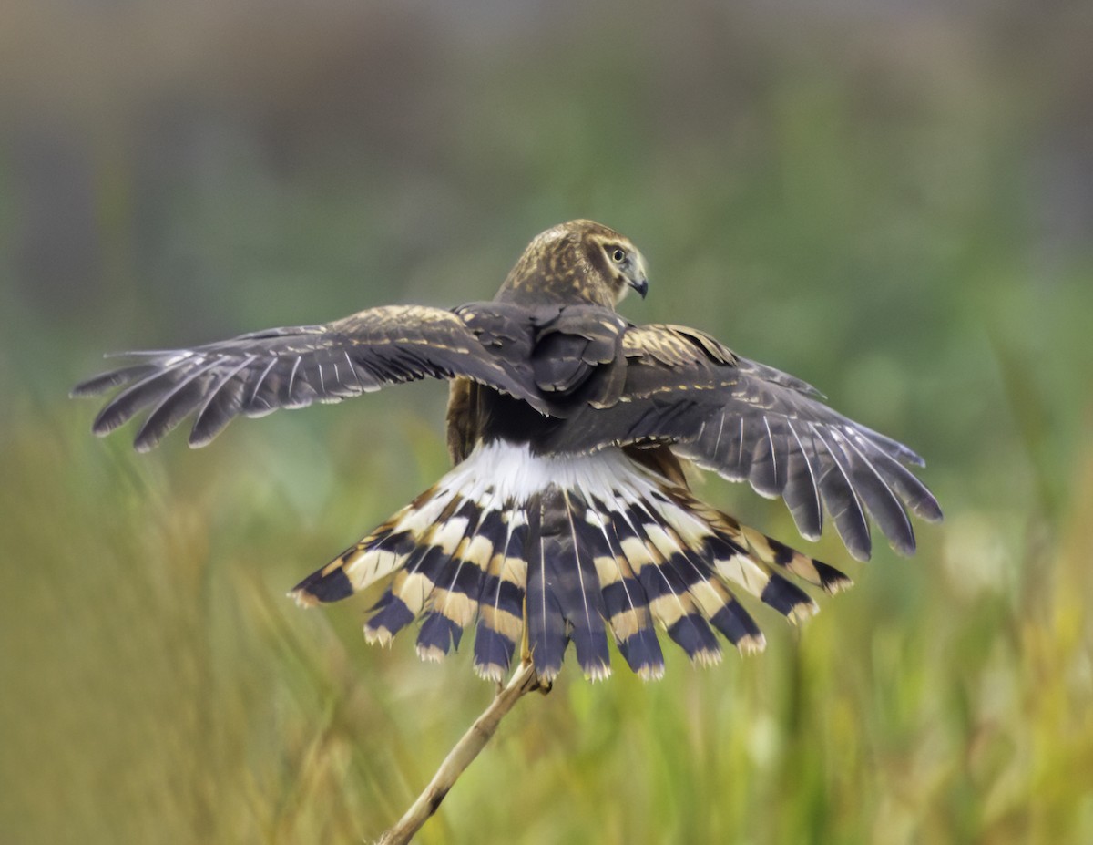 Лунь американський - ML644299424