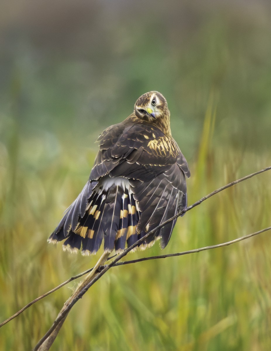 Лунь американський - ML644299425