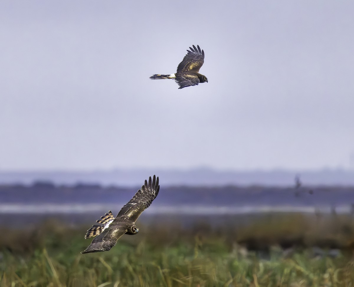 Лунь американський - ML644299426